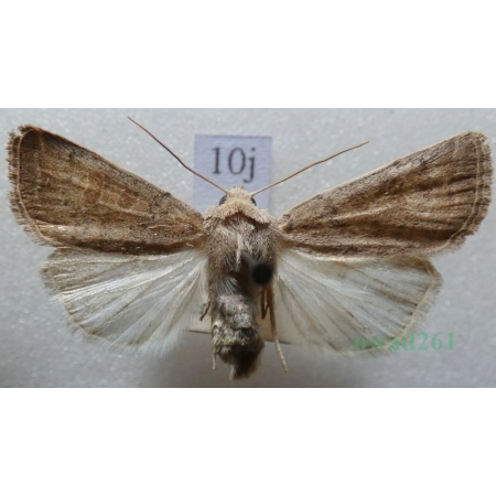 Caradrina morpheus (Hufnagel, 1766) Światłówka sennica Czech10j